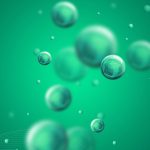 PEG Modified Uricase For the Treatment of Gout