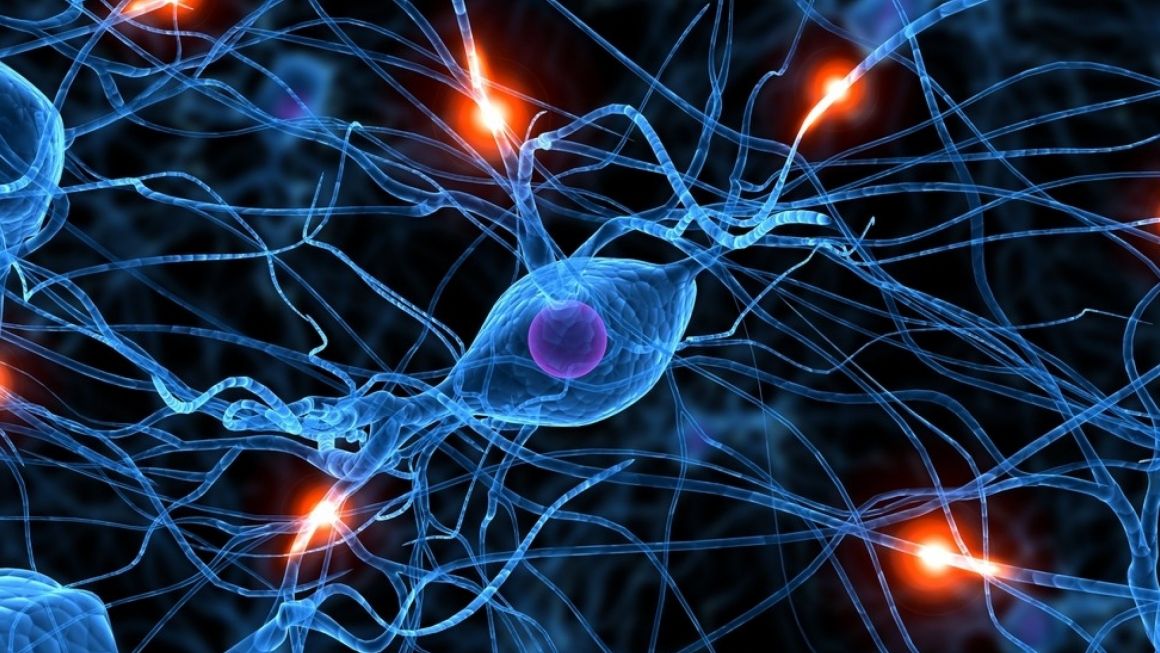 Active,Nerve,Cell