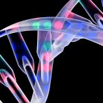 How Endoplasmic Reticulum (ER) Affect LDs Assembly