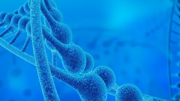 The Link Between Lipopolymers and Lipids from Lung Surfactants and N-acetyl-l-cysteine