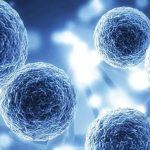 The Effect of PZLY on Hierarchy and Mechanics in Peptide-Polymer Hybirds