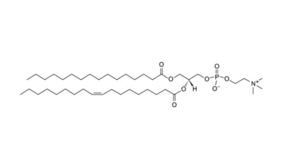 1-palmitoyl-2-oleoyl-glycero-3-phosphocholine (POPC)