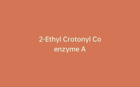 2-Ethyl Crotonyl Coenzyme A