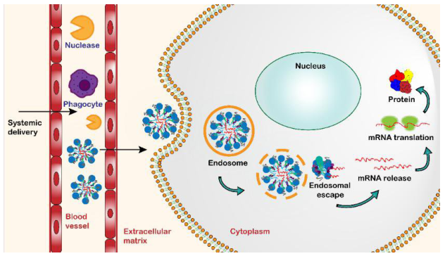 From siRNA to mRNA: Choosing the Optimal Lipid Delivery Material (SM-102, ALC-0315, MC3)